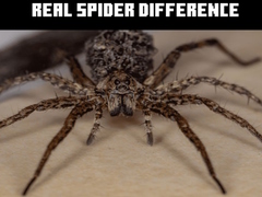 Игра Real Spider Difference