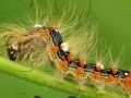 Игра Caterpillar