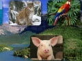 Игра Guess the animal sounds